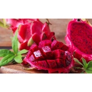 Benih pokok naga merah cantik