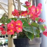 Tanaman Hias Begonia Cokelat &amp; Hijau / Bunga Hias Begonia Berbunga / Tanaman Hidup Begonia