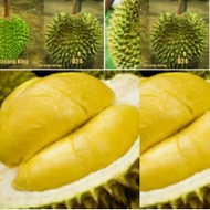 ANAK POKOK DURIAN D24 BUKIT MERAH HYBRID Buah Buahan Fruits Live Plant