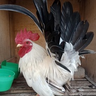 Ayam Kate Chabo Black Tail