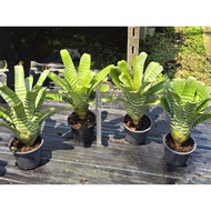 Bromeliad Aec chantini  READY STOCK Malaysia