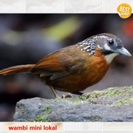 ORI Burung wambi mini lokal murah