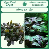 Lobelia cardinalis ‘Aquatica’ – Aqua Green Jade
