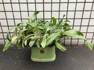 【唐老鴨】狐狸尾蘭 Rhy.gigantea (實生苗-山採後代)-來花梗