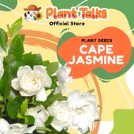 Plant Talks Cape Jasmine Flower Seed Rare Bonsai Seed Very Fragrance