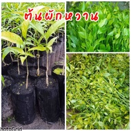 ต้นผักหวานป่า ผักหวาน ยอดเหลืองพันธุ์สีทอง (เพาะเมล็ด) ปลูก 1 ปีเก็บยอดทานได้เลย ปลูกได้ทุกสภาพดินต้