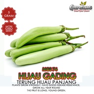 BIJI BENIH TERUNG HIJAU PANJANG