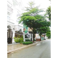 CÂY GIỐNG BÀNG ĐÀI LOAN [ BÀNG LÁ NHỎ ] CÂY GIỐNG CAO 1M LÁ ĐẸP. [RẺ HƠN HOÀN TIỀN] [ GHN Express ]