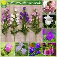 เม็ดพันธุ์ เบลล์ฟลาวเวอร์ บอนสี บรรจุ 200เมล็ด สีผสม Bellflower Seeds Flower Seeds for Planting เมล็ดดอกไม้ บอนไซ ไม้ประดับ ต้นไม้มงคล ต้นไม้ฟอกอากาศ เมล็ดบอนสี บอนสีพันหายาก พันธุ์ดอกไม้ ดอกไม้ปลูกสวยๆ แต่งบ้านและสวน ปลูกง่าย คุณภาพดี ราคาถูก ของแท้ 100%