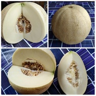 BIJI BENIH OP MELON HONEY MILK