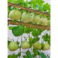 Biji Benih Tembikai Susu Melon Honey Dew Seed - 10g Seed