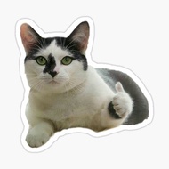 Cat Meme Stickers v4