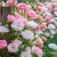 現貨  特價 小欣種業洋桔梗花種子四季易活庭院盆栽花卉綠植花種籽子花籽開花耐寒花苗