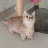 kucing british shorthair / kucing BSH munchkin / kucing munchkin