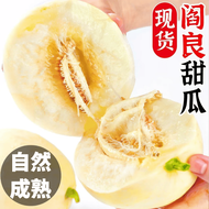 颜小荭陕西阎良新鲜甜瓜 脆甜白皮香瓜蜜香瓜新鲜采摘发货 甄选4.5-5斤大果