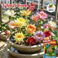 【5 for 5 free】🌱30pcs Bowl Lotus Seeds | Hydroponic Lotus Flower | Potted Water-Grown Seeds