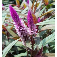 Pokok Balung Ayam Purple Tassels