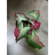 Caladium Shycool Thailand