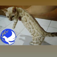 kucing bengal snow male