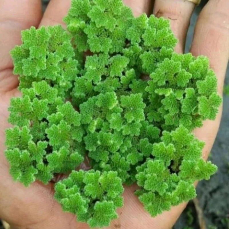 azolla micropylla 1 kg, bibit, pakan ternak