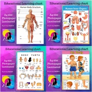 Body parts - Parts of the Body kids Educational learning chart laminated waterproof