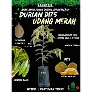 High Quality SEEDLINGS | Anak Benih Pokok Durian Berkualiti |PREMIUM Klon •D175•Udang Merah•(Hybrid)