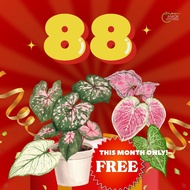 8.8 SPECIAL FREE Caladium [NOT FOR SALE]