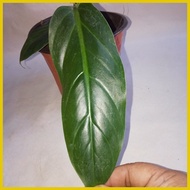 ◰ ☬ ☢ Philodendron Subhastatum Live Plant [Rare]