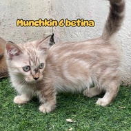 vitamin kucing munchkin