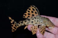 【Sus Aquatic】L075 PARA PLECO - 黄金美洲豹异形【4 ~ 6cm】