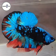 Induk Avatar Gordon Blue Top Grade / Ikan Cupang Hias Plakat