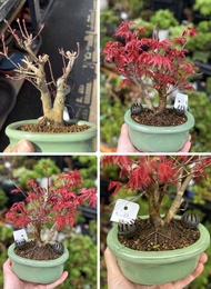 日本出猩猩楓樹盆景