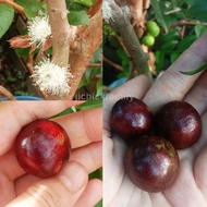 Anak Pokok/ Seedling/苗  Four Seasons Jaboticaba Jabuticaba Angur Bazil/ 四季红妃 树葡萄 嘉宝果