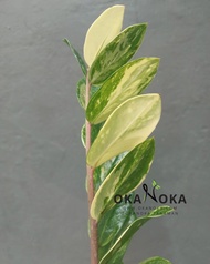 zamia variegata