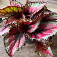 BEGONIA REX LEAF ~ LIVE ONLY