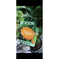 SG SELLER, CITRUS MIKAN FRUIT TREE/LIVE PLANT 🪴
