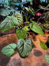 Philodendron ‘Dean McDowell’ 麥兜蔓綠絨