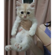 anakan kitten kucing persia flatnose calico peaknose ragdoll himalaya