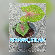 [CALADIUM] KELADI RED STAR