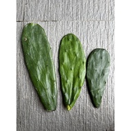 Cactus Opuntia 🌵 3 pcs RM10