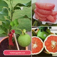 ANAK POKOK LIMAU BALI MERAH HYBRID Buah Buahan Fruits Live Plant [WEST MALAYSIA ONLY]