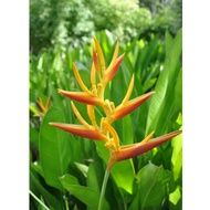 TKL - Outdoor Live Plants Big Size Heliconia x Nickerennsis polybag size 14x14