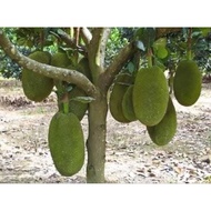 Pokok Nangka Madu J33