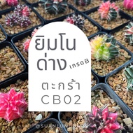 ยิมโนด่าง แคคตัส กระบองเพชร G.mihanovichii variegated  (CB02)