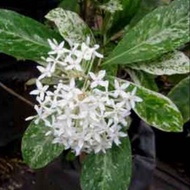 pokok bunga ixora finlaysonia
