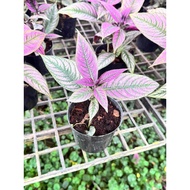 Persian Shield – Iridescent Purple Foliage, Collector’s Foliage Plant