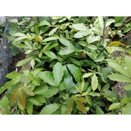 Pokok Matoa/Longan Brazil Buah Lebat