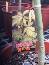 花花世界-楓葉-楓樹苗*日本楓樹 貝之民*5吋盆/高20-30cm/ 色彩豐富 /MA