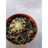 SUNDEW/DROSERA BROOMENSIS