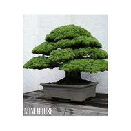 BIBIT BENIH BIJI BONSAI PINUS